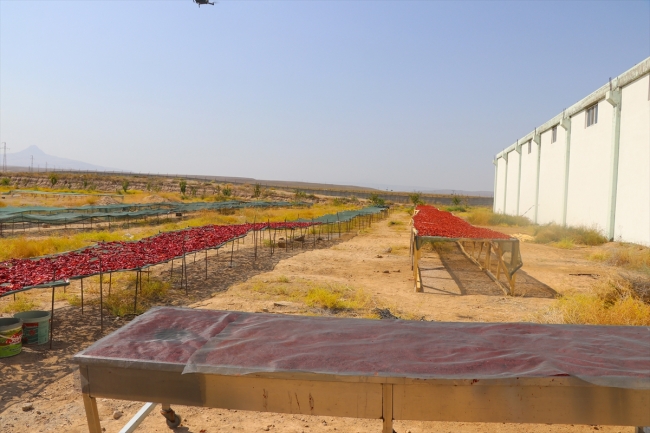 Iğdır'ın "domates kurusu" Avrupa pazarında